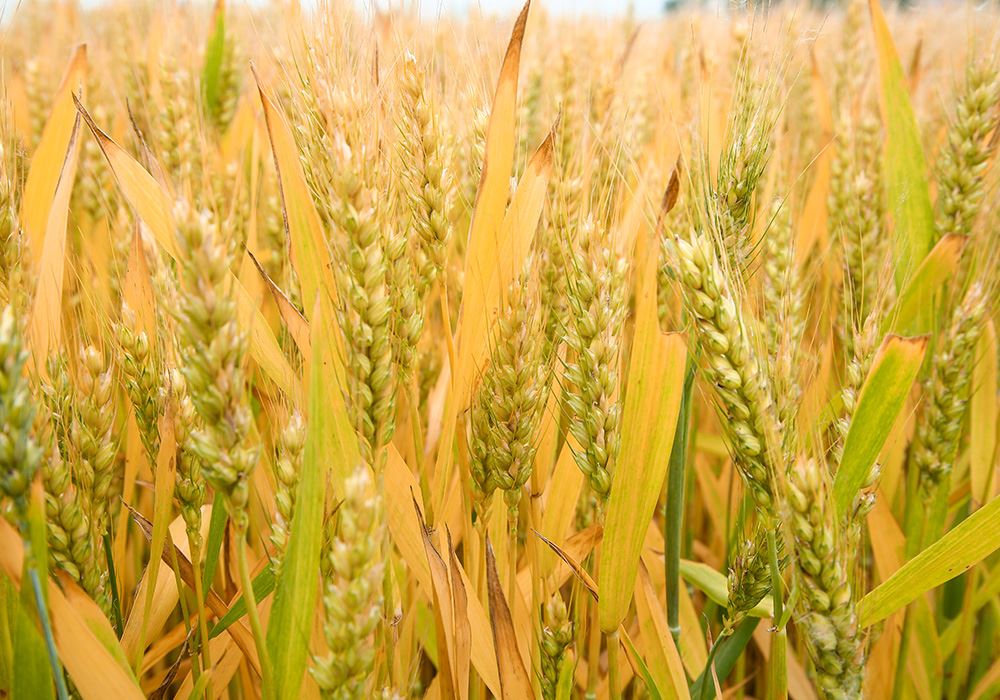 小麦增产组合方案