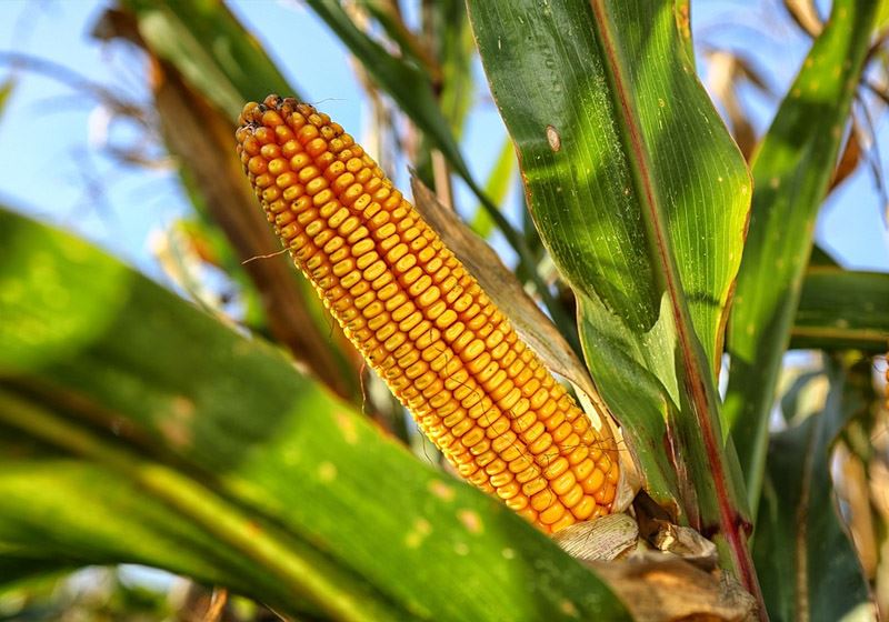 玉米增产组合方案